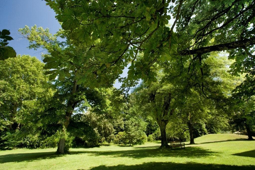 Chateau De Montcaud Sabran Εξωτερικό φωτογραφία